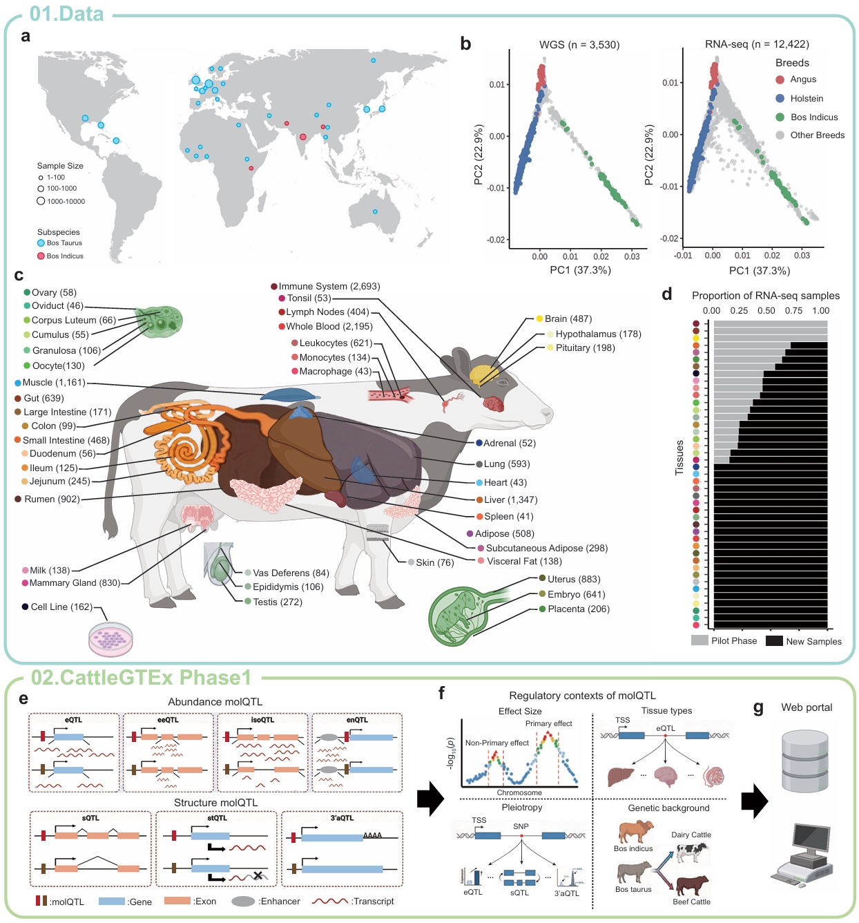 CattleCell-GTEx Diagram